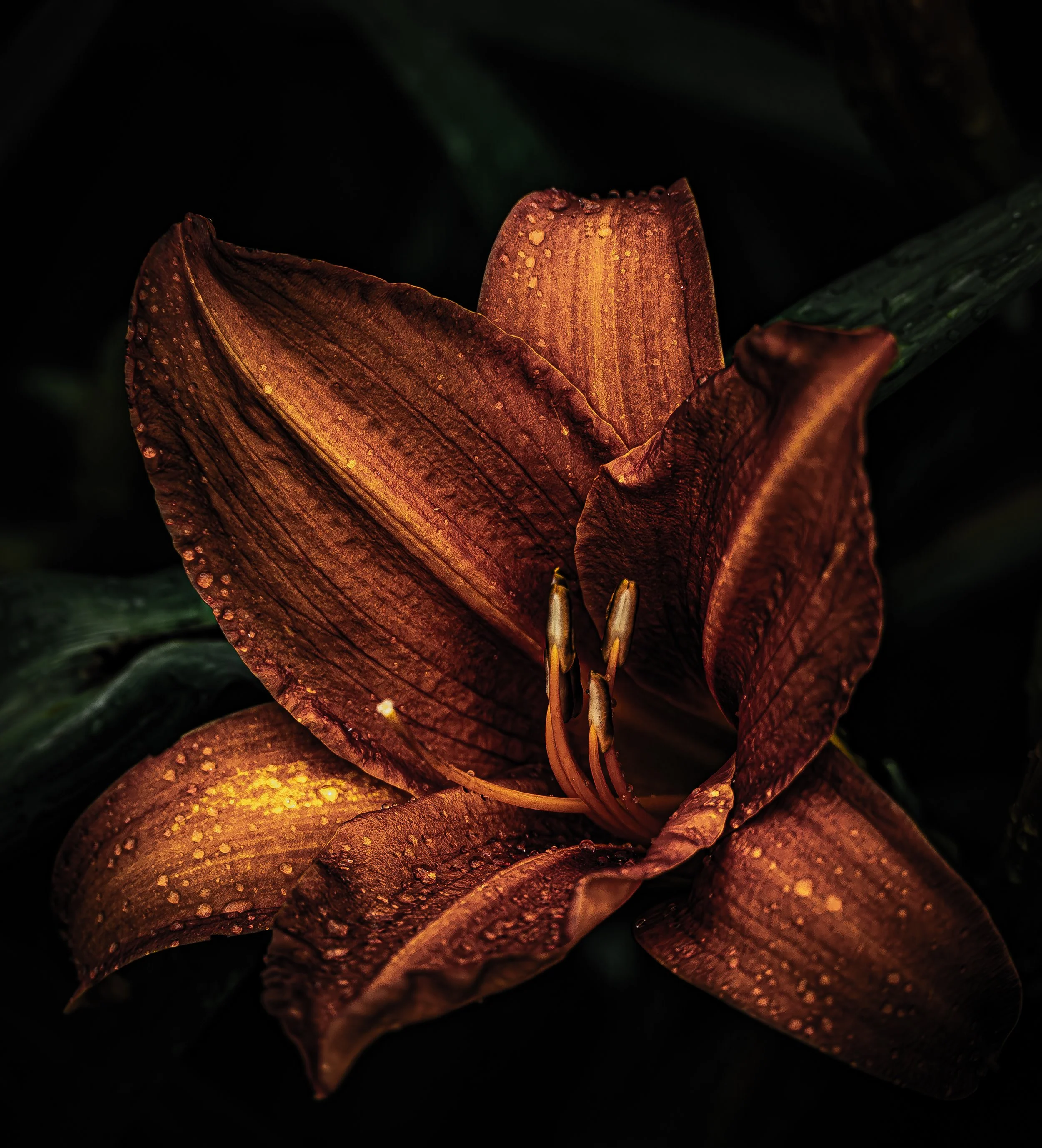 Rain-Kissed Lily