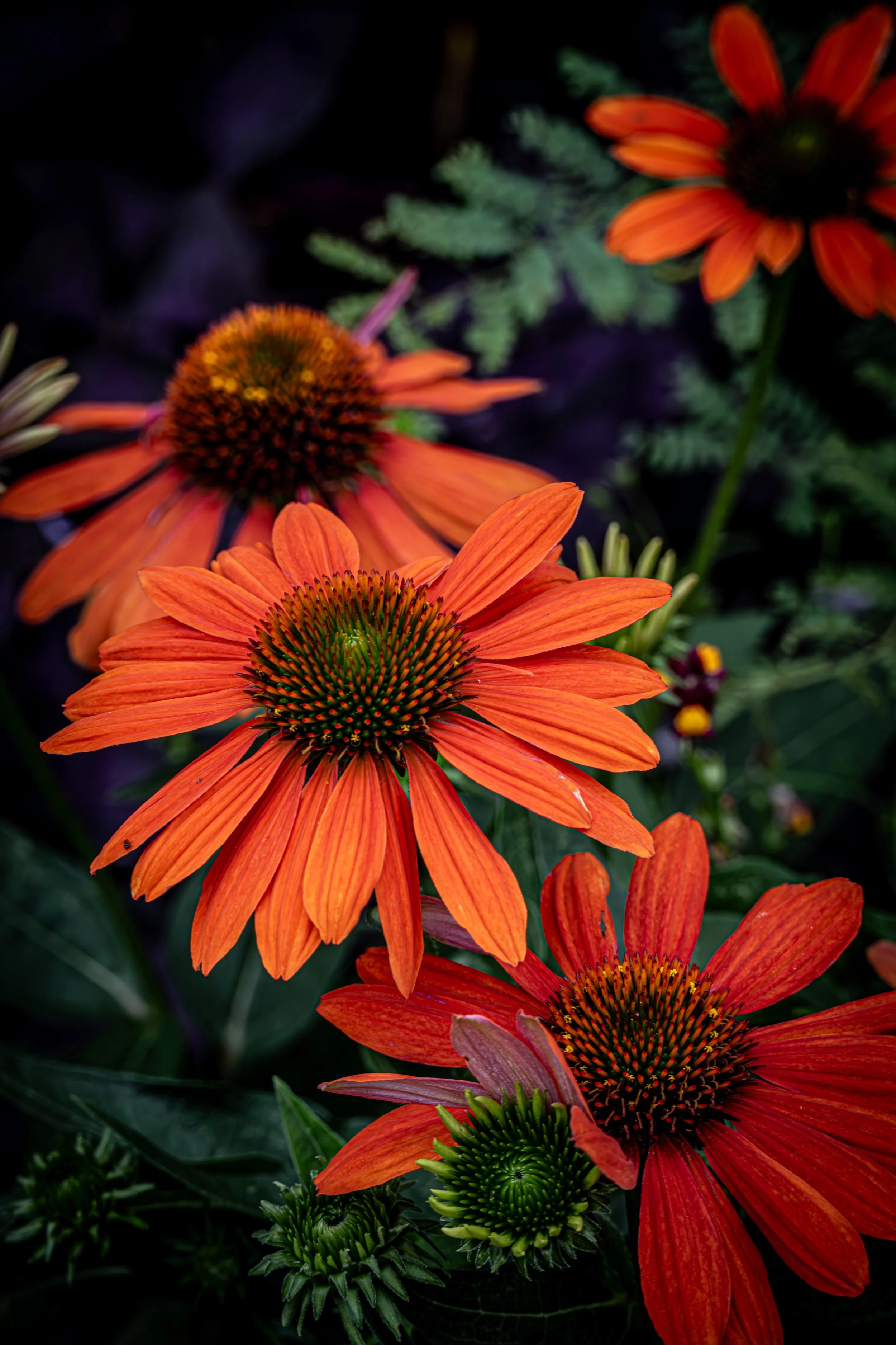 Orange Coneflowers