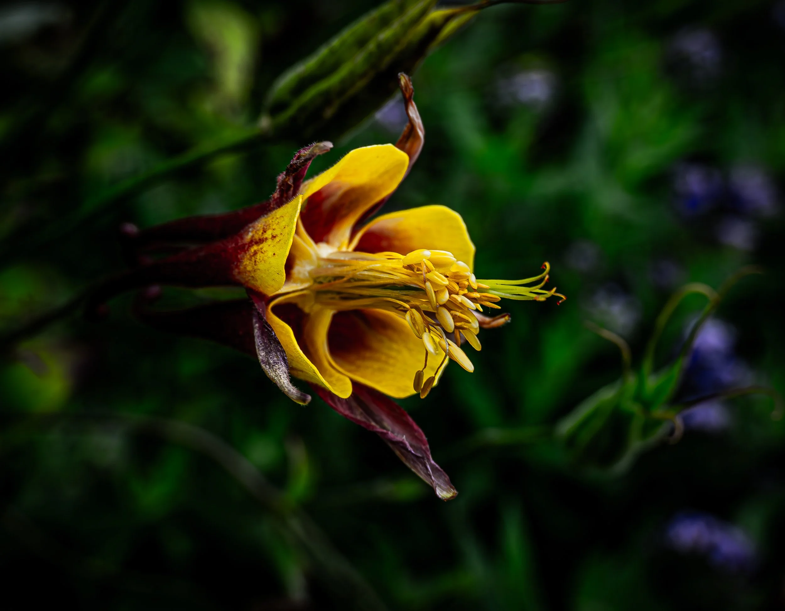 Yellow Columbine Flower