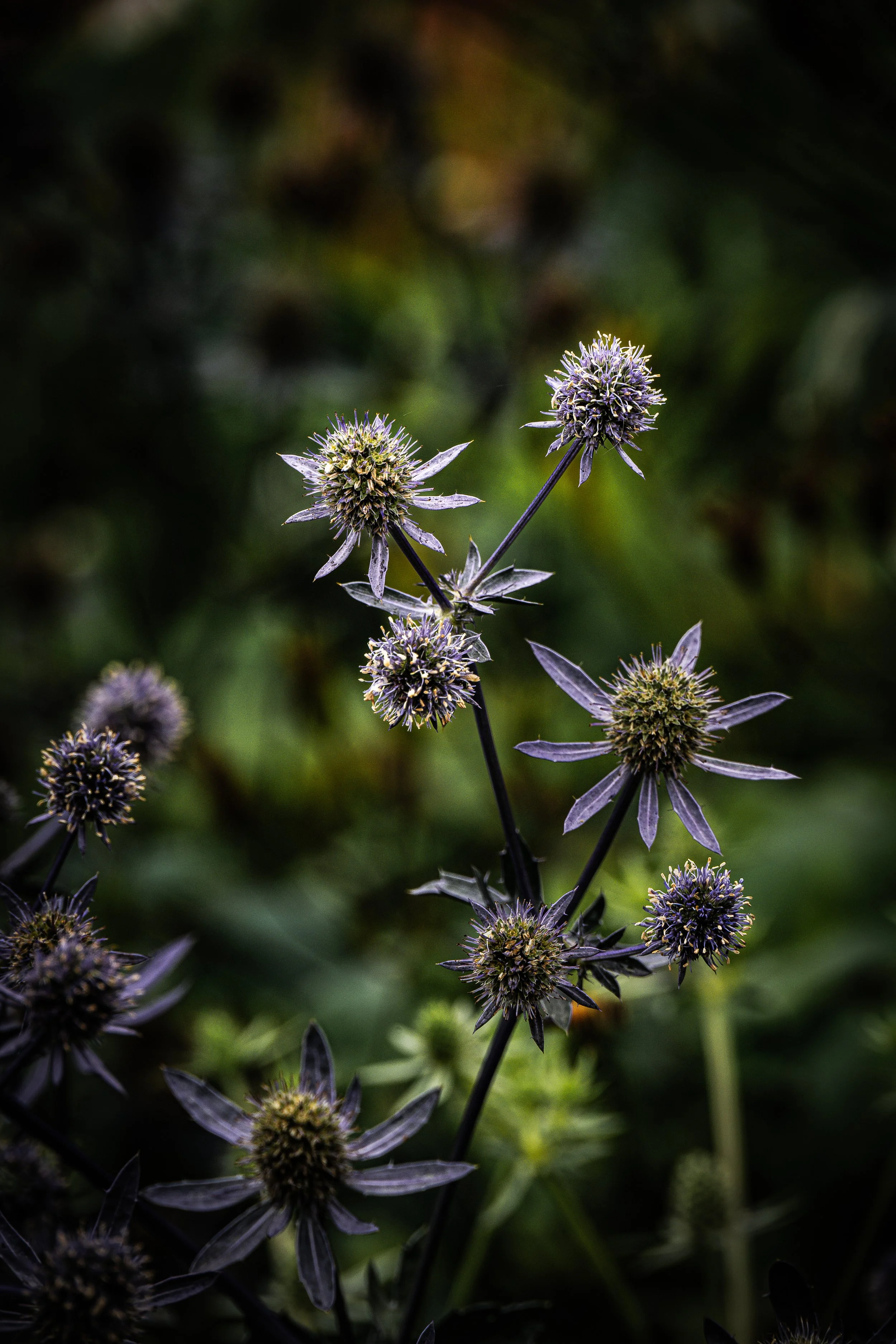 Purple Summer Flowers