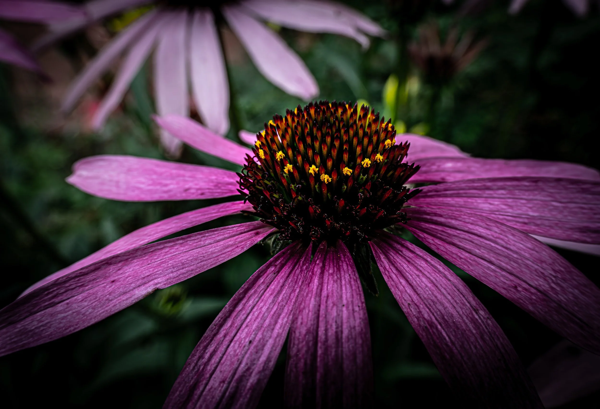 Purple Coneflower