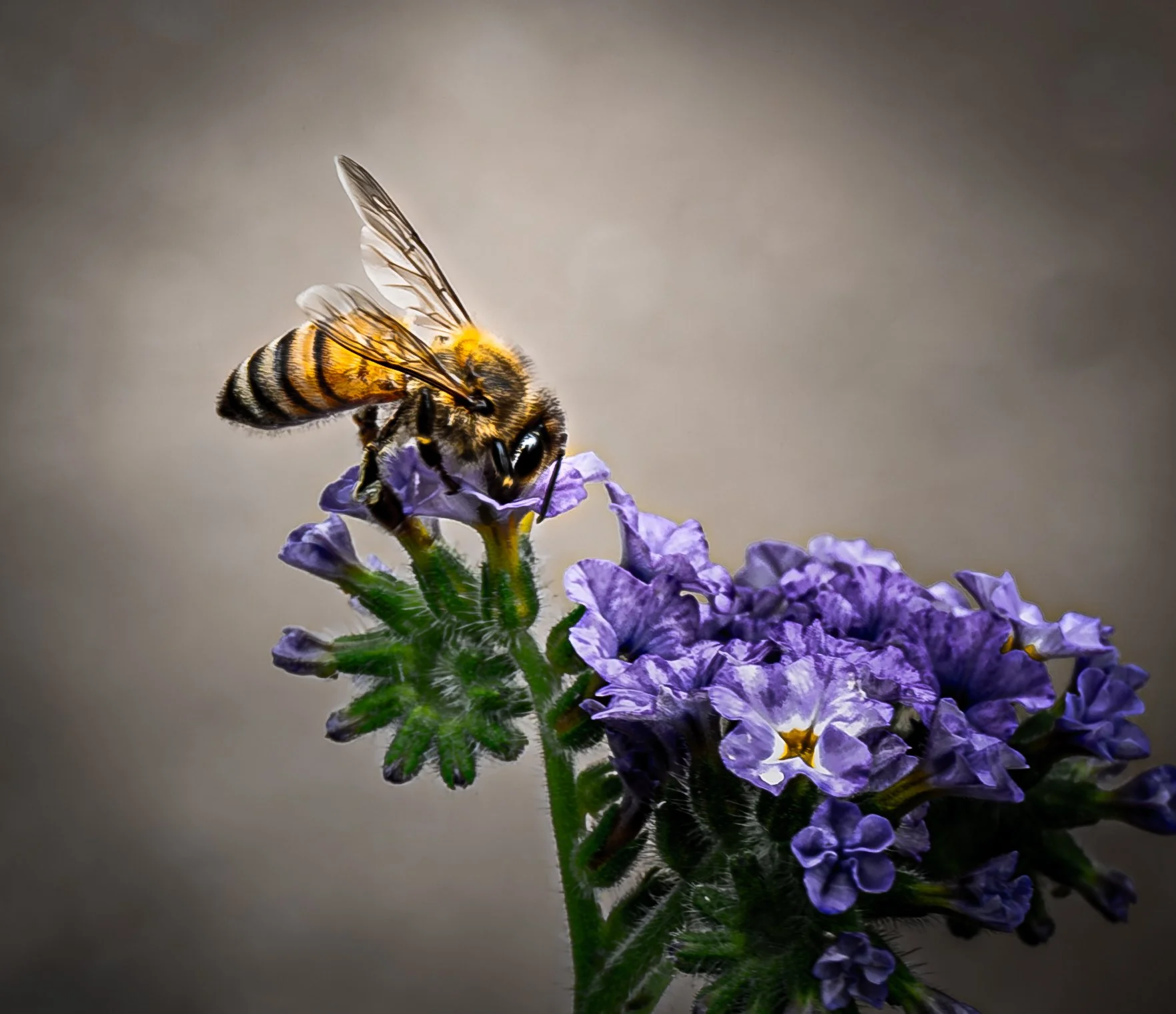 Bee Gathering Pollen