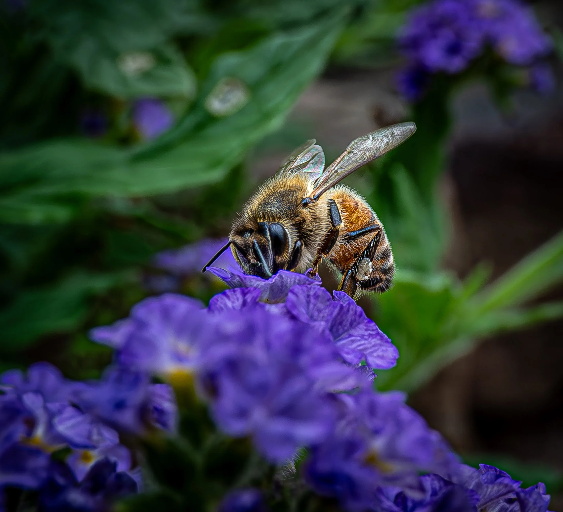 Bee on Purple Flowers