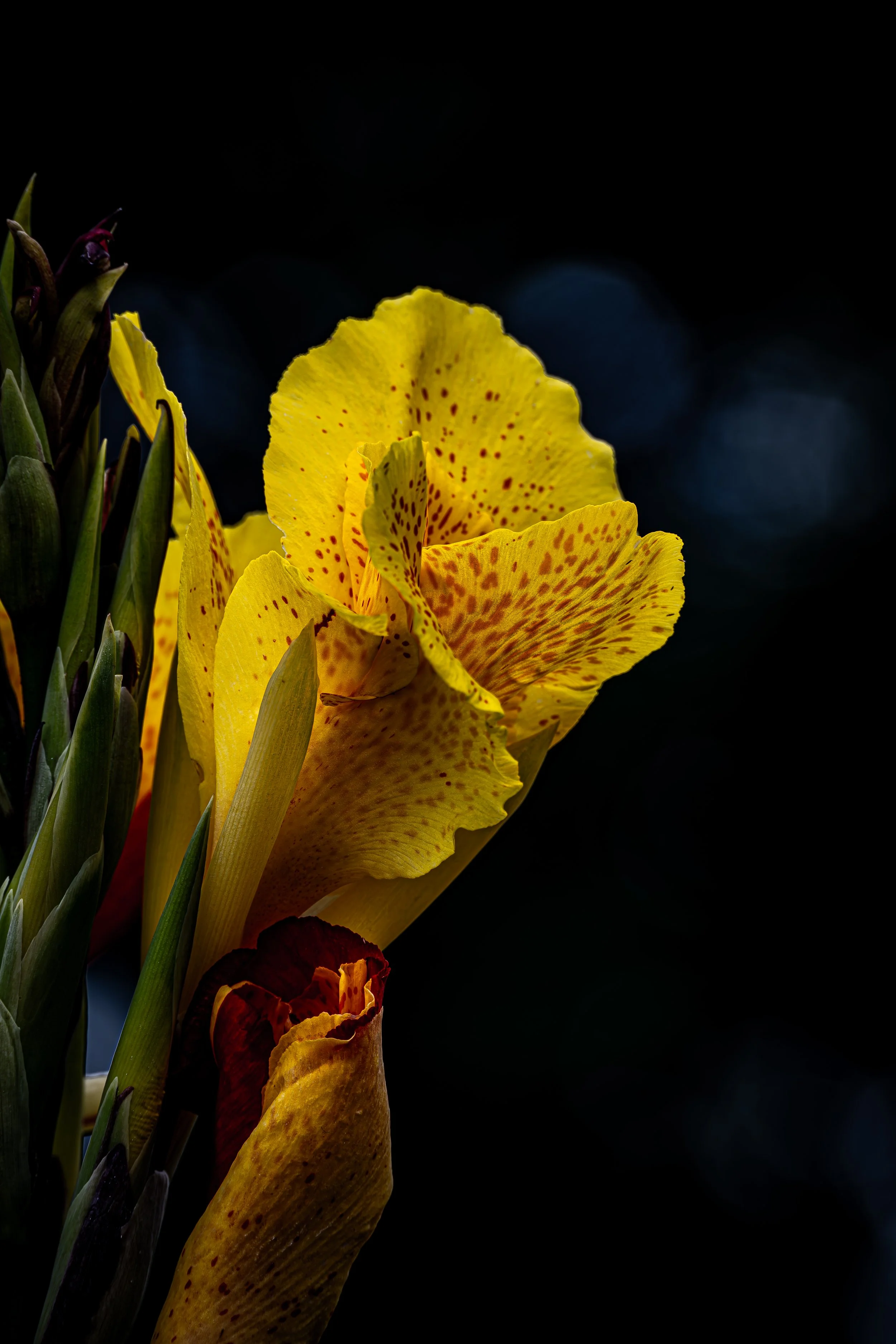 Yellow Canna Lily Close-Up