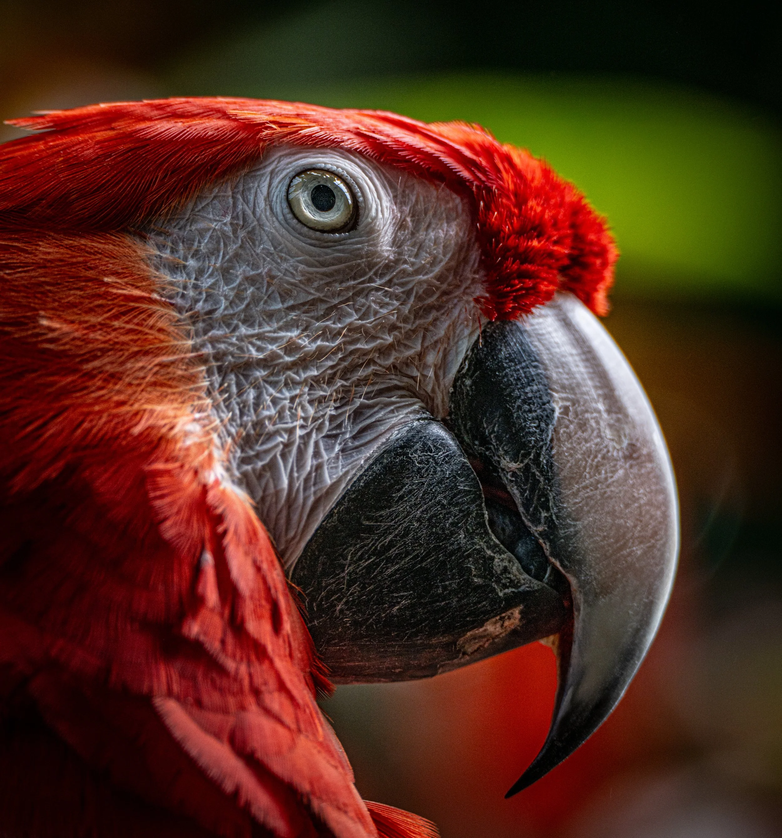 macaw-close-up-beak-detail-tulsa-zoo.JPG