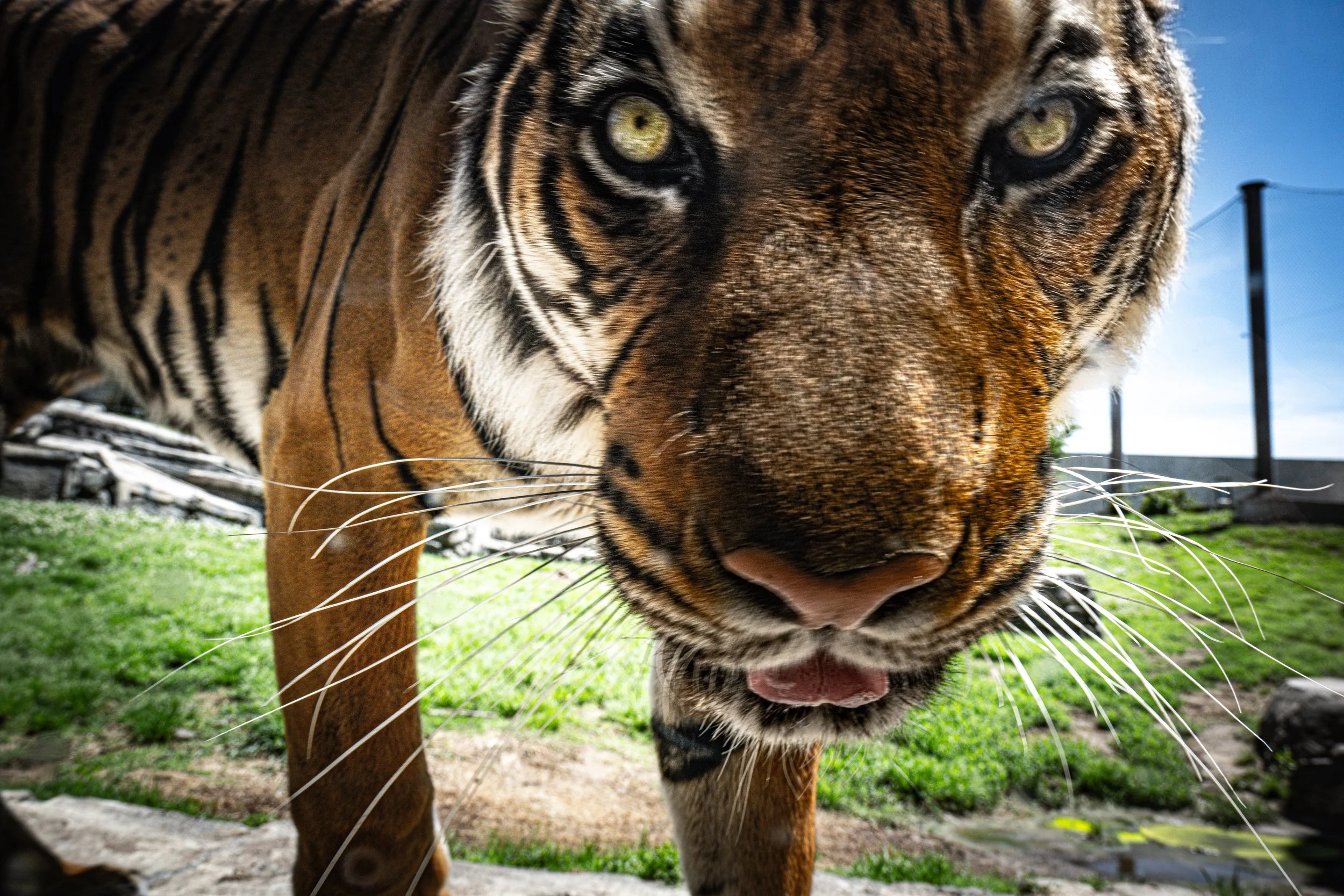 tiger-close-up-eye-contact-tulsa-zoo.JPG
