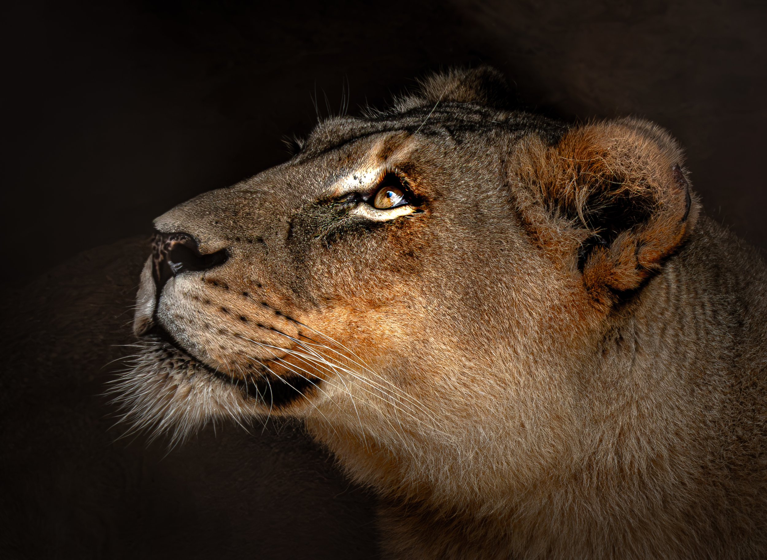 little-rock-zoo-lioness-portrait