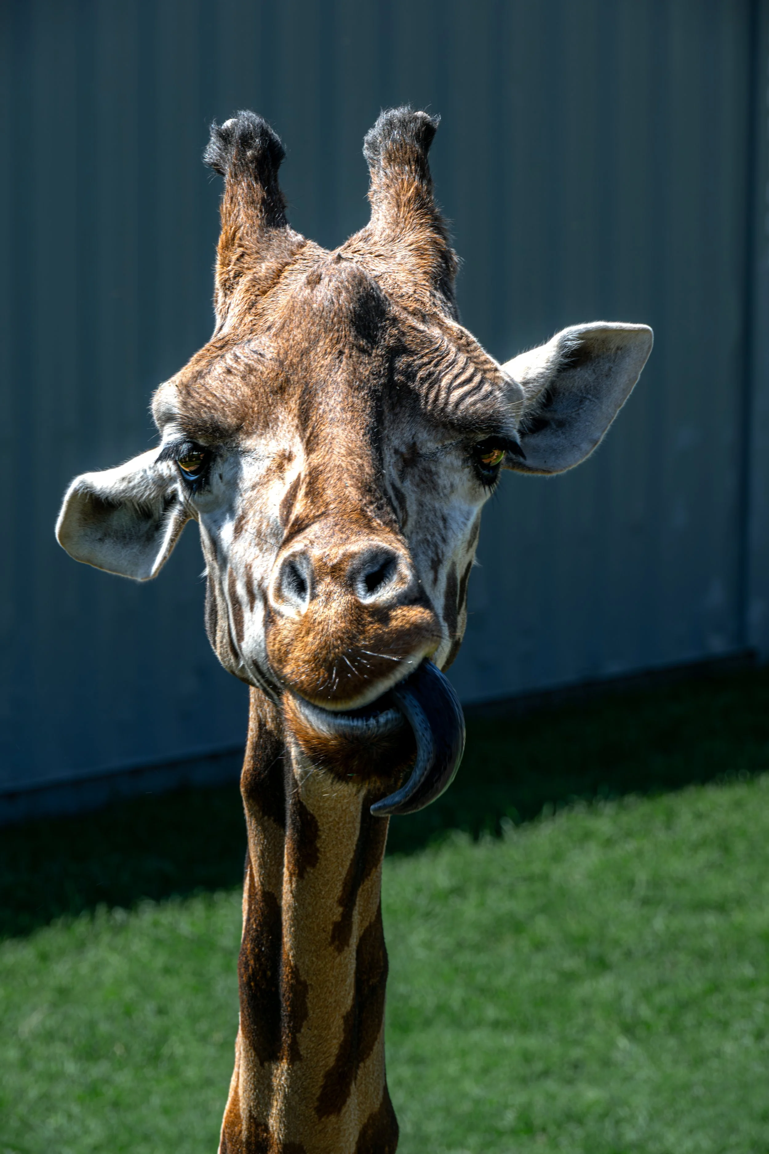 Day trip to Tulsa Zoo and Oklahoma Aquarium blog header