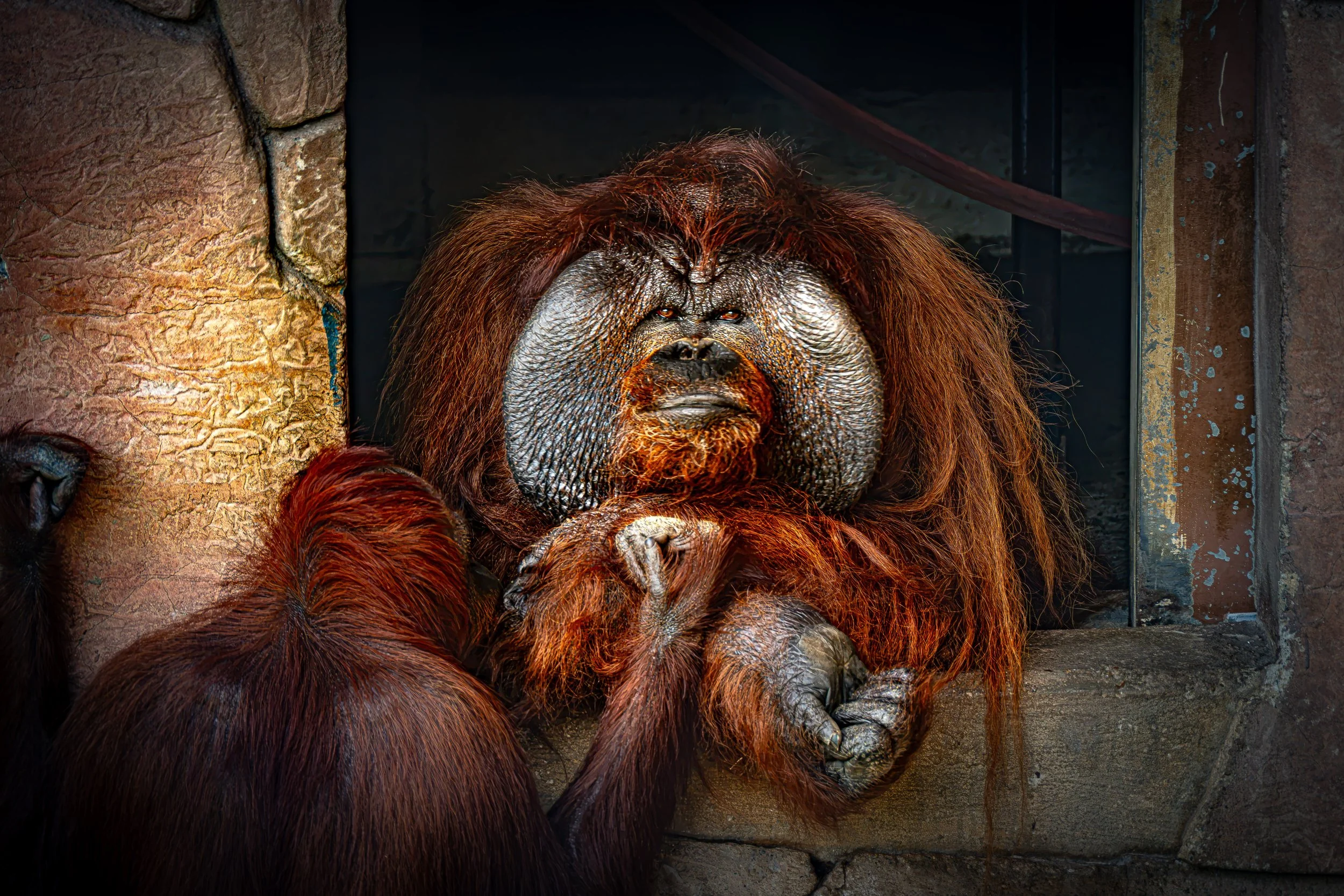 little-rock-zoo-orangutan.jpg
