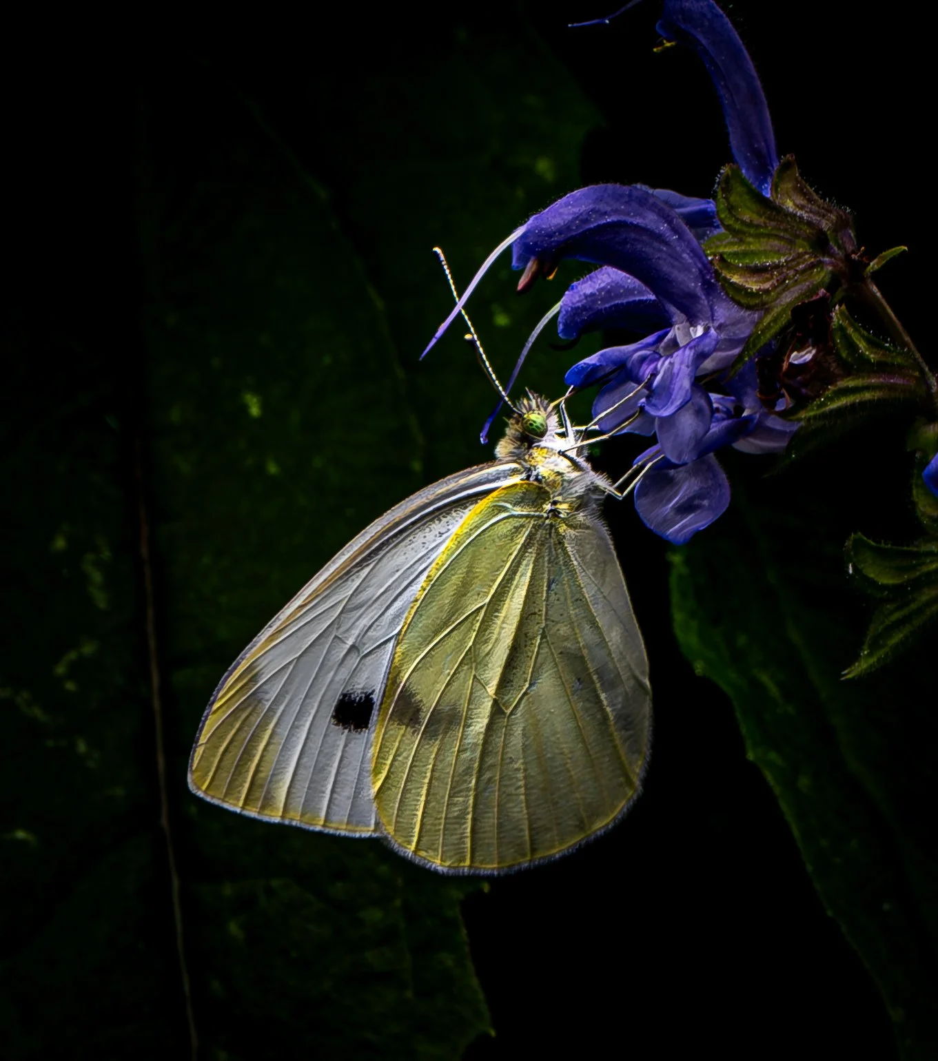 Moody Buterfly.JPG
