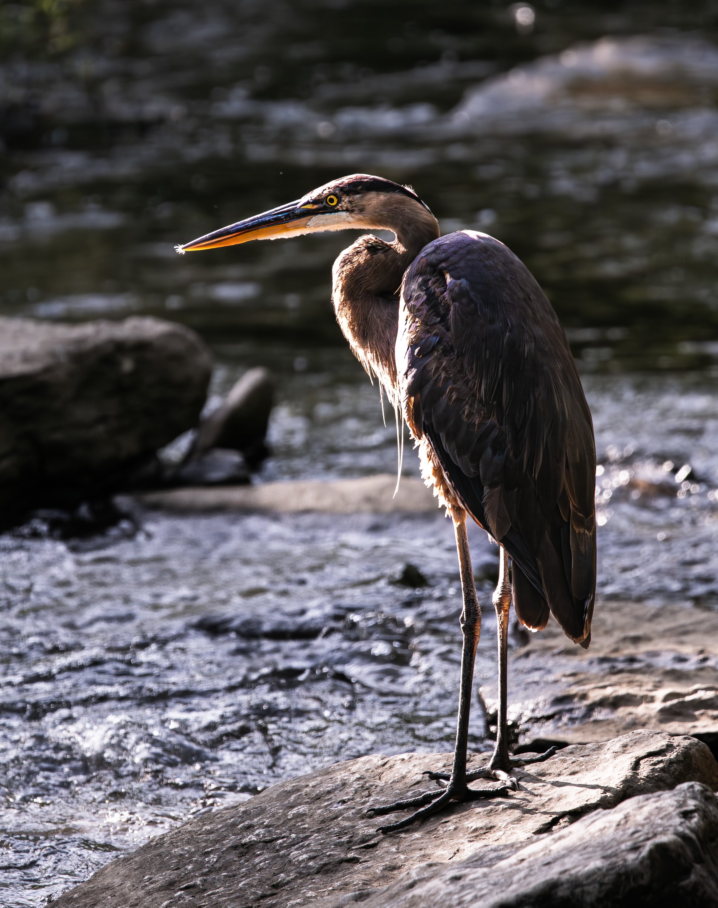 Great blue heron standing along the water at Tanyard Creek in Bentonville, Arkansas.