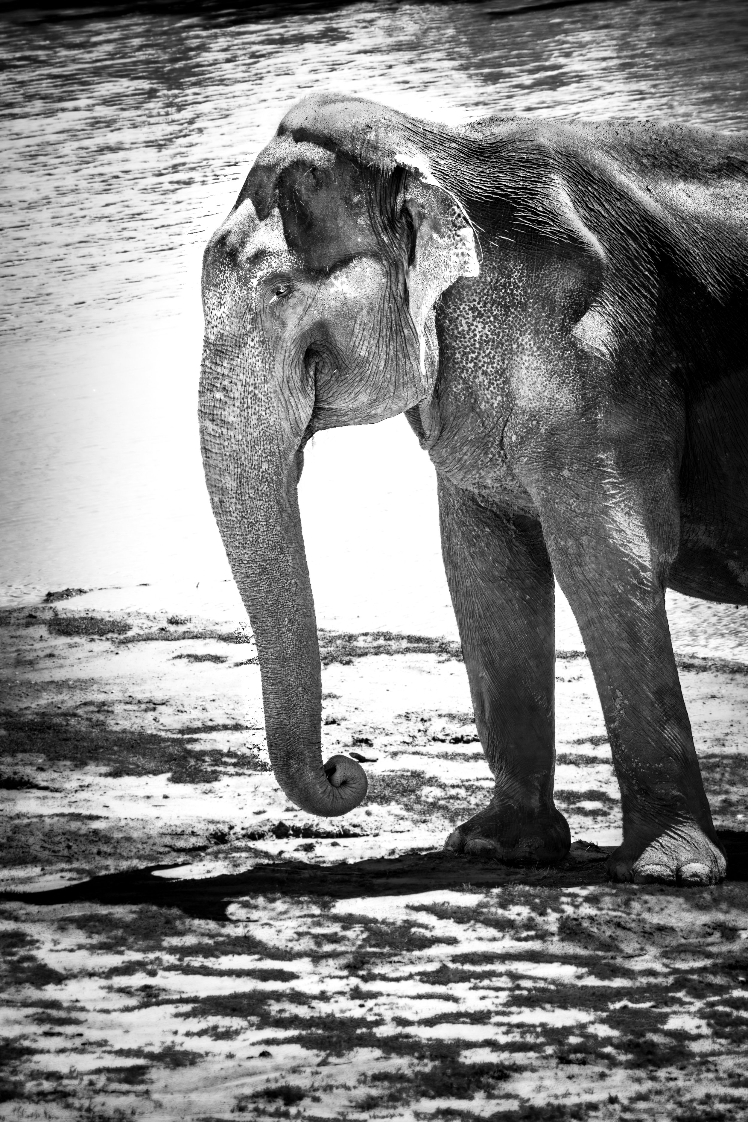 elephant-standing-black-and-white-tulsa-zoo.JPG