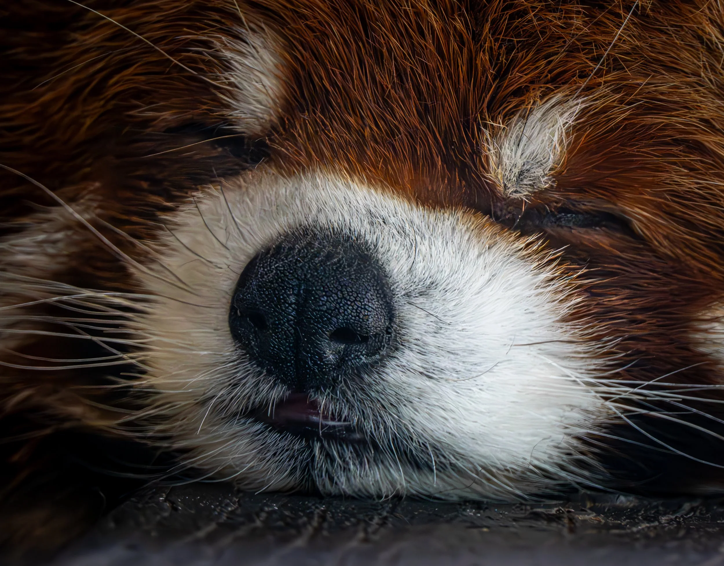 red-panda-face-close-up-tulsa-zoo.JPG
