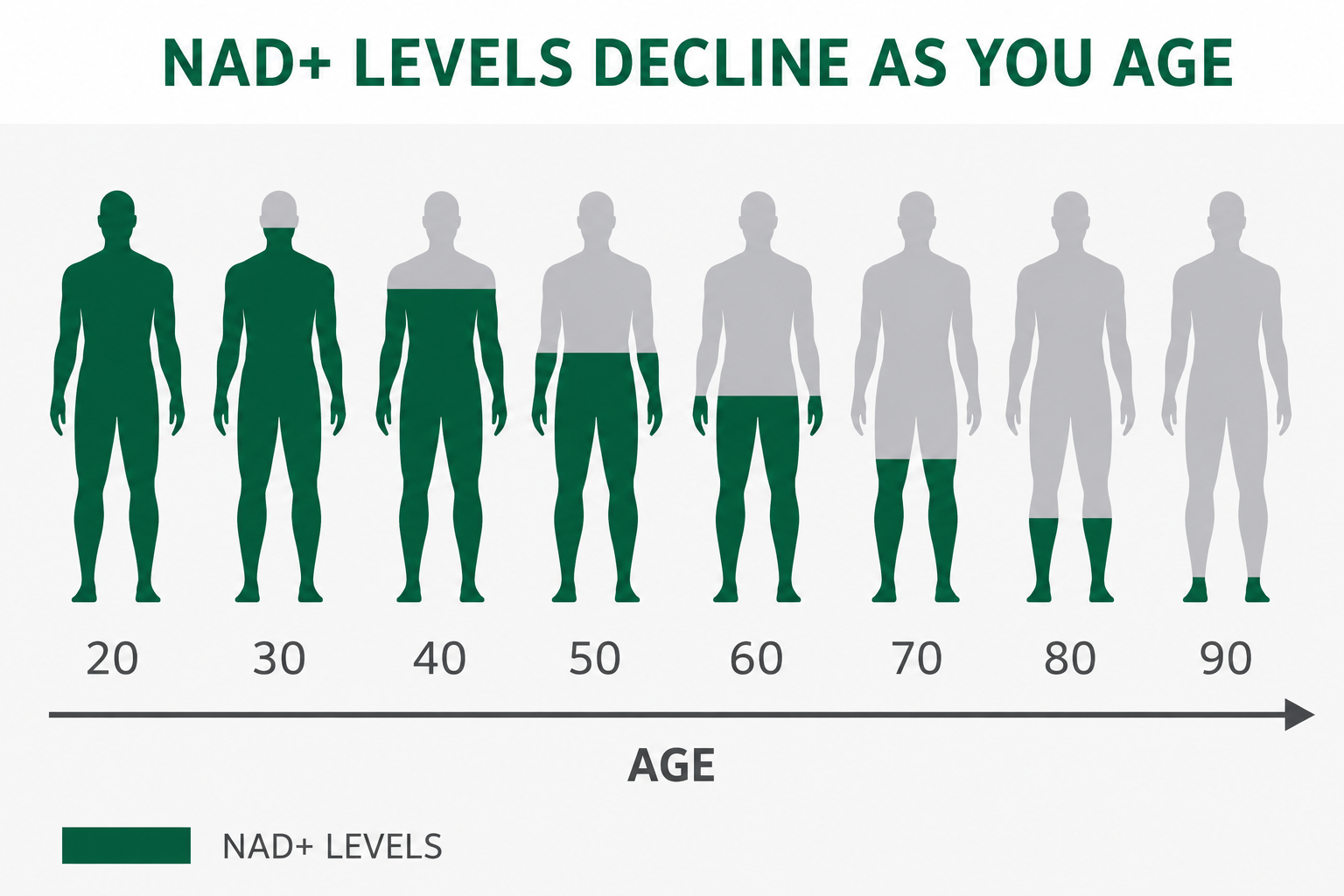 Chart showing NAD+ decline with age in men