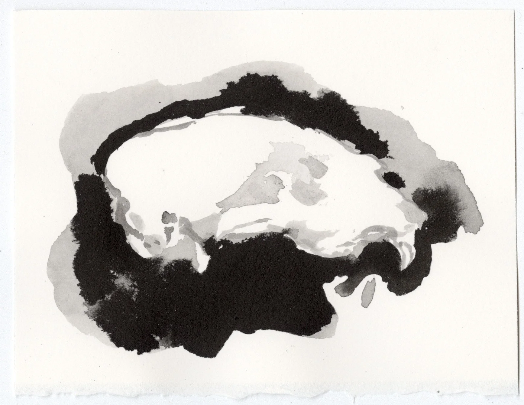   black bear , 2026, ink on paper, 4 × 5.5 in 
