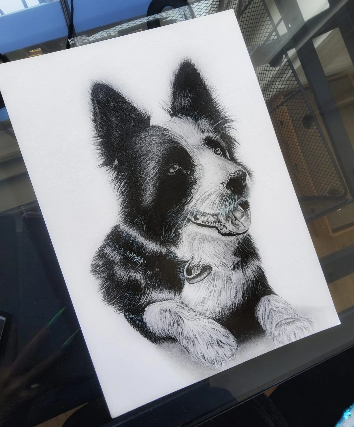 A detailed black and white drawing of a dog, likely a Border Collie, with a collar, looking upwards with a happy expression.