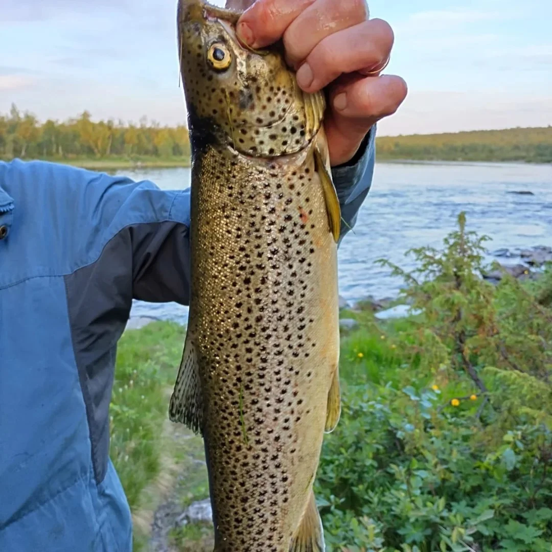 fishing-sevettijärvi-inari-kalastus-inari-sevettijärvi.jpg