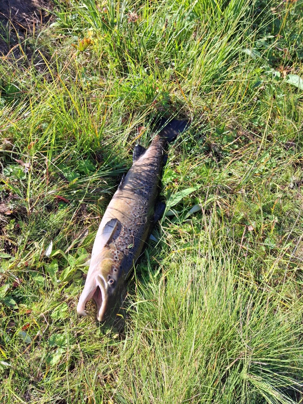 Kalastus-Sevettijärvi-Inari-Sevettijärven-Erä-Ja-kalastus (5).jpg