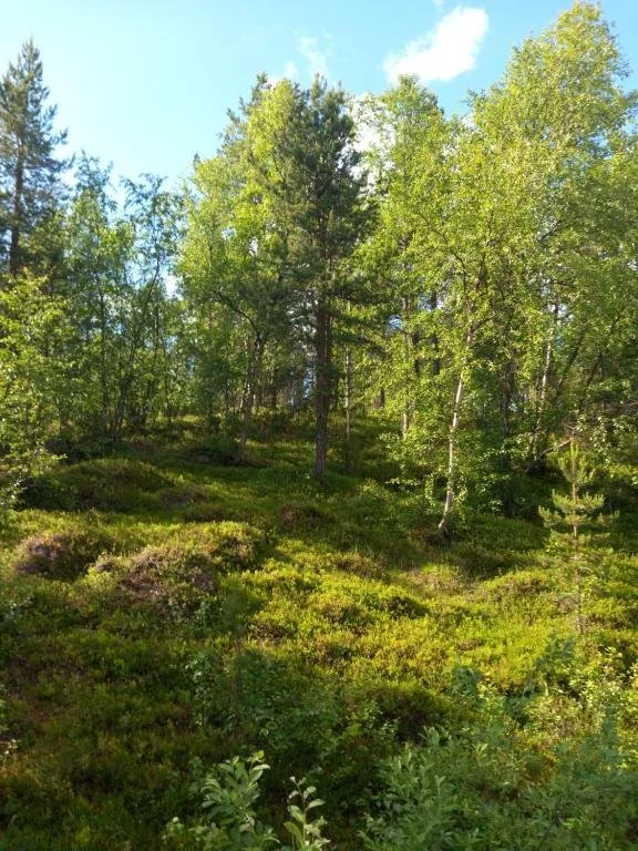 Vuokramökki-Sevettijärvi-Inari-Cabin-Sevettijärvi (8).jpg