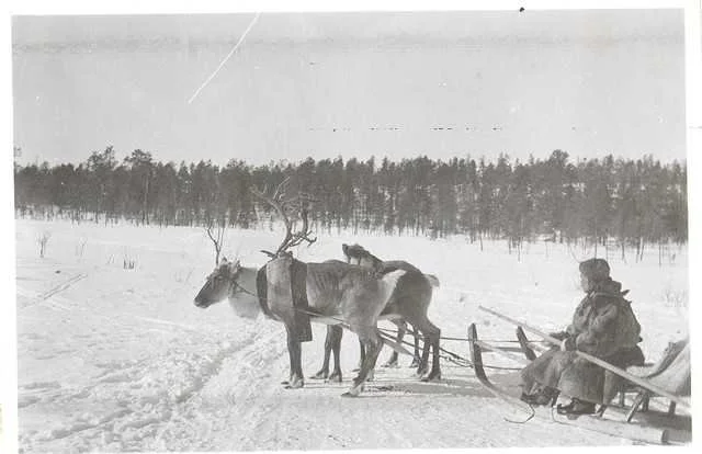 Vasko Moshnikoff istuu porovaljakon vetämässä sanissa. Kuva Nickul Karl, vuodelta 1934, Petsamon Suonikylästä.