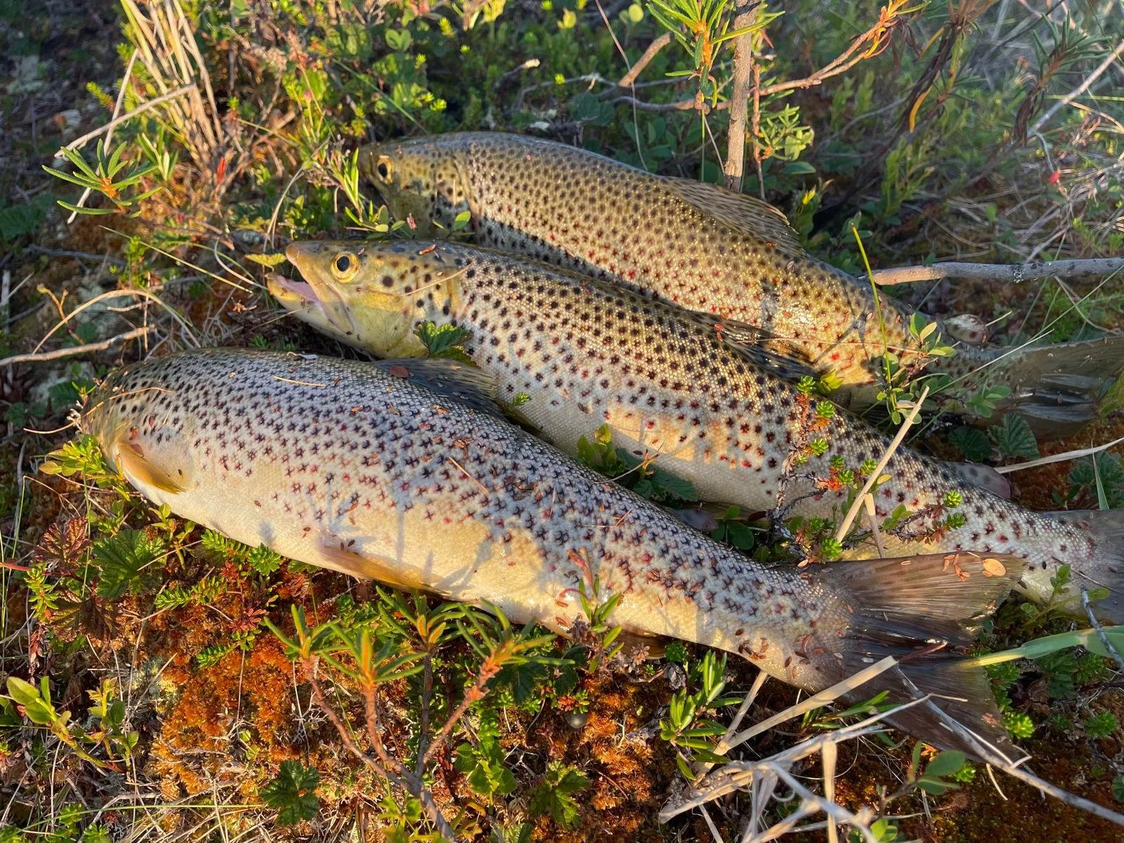 Kalastus-Sevettijärvi-Inari-Sevettijärven-Erä-Ja-kalastus (1).jpg