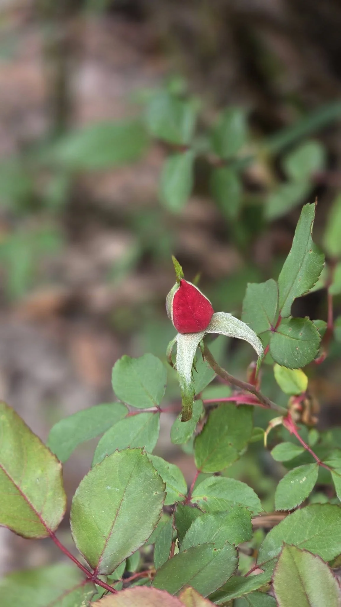 Gardening is healing