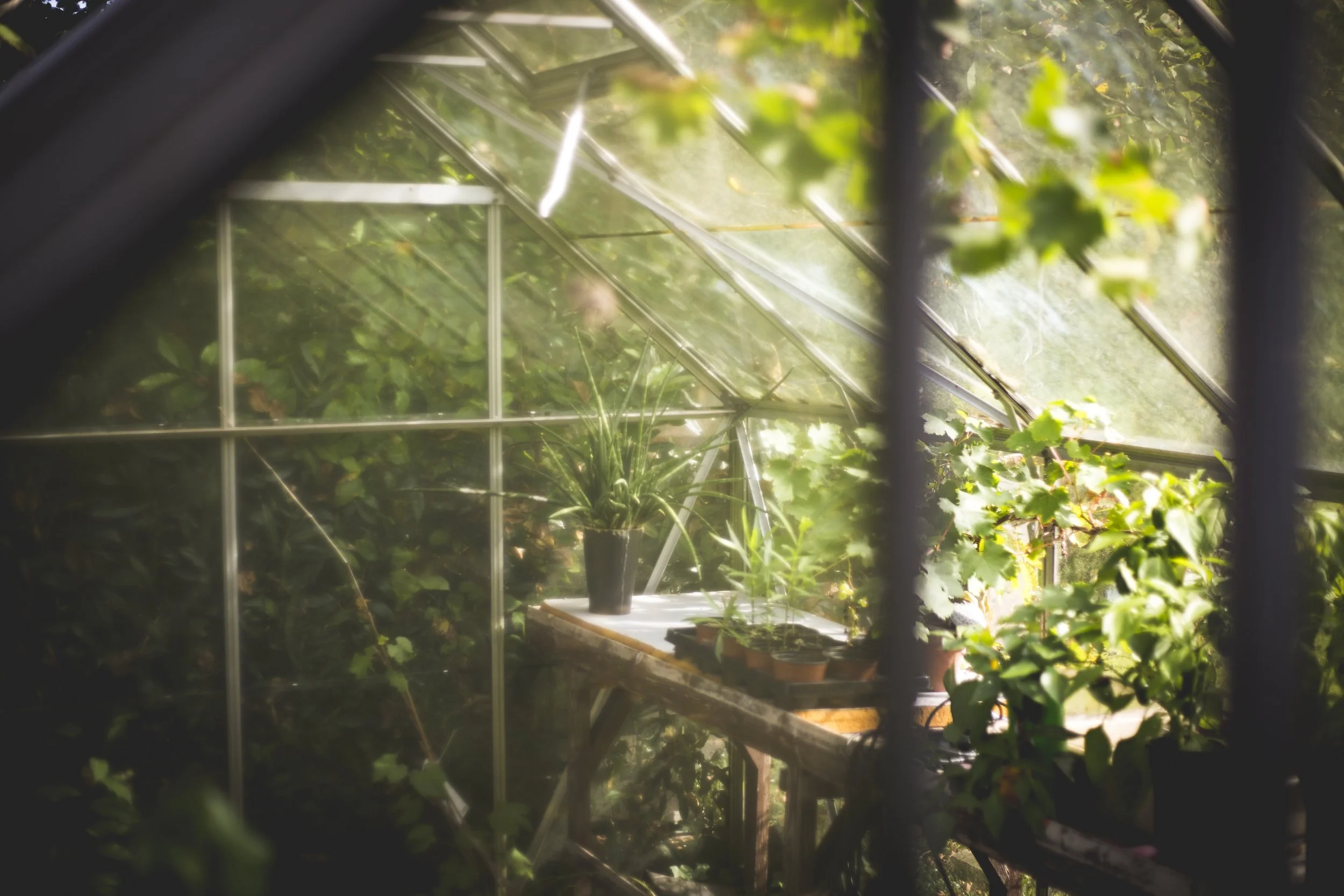 Healing Can Begin in a Garden