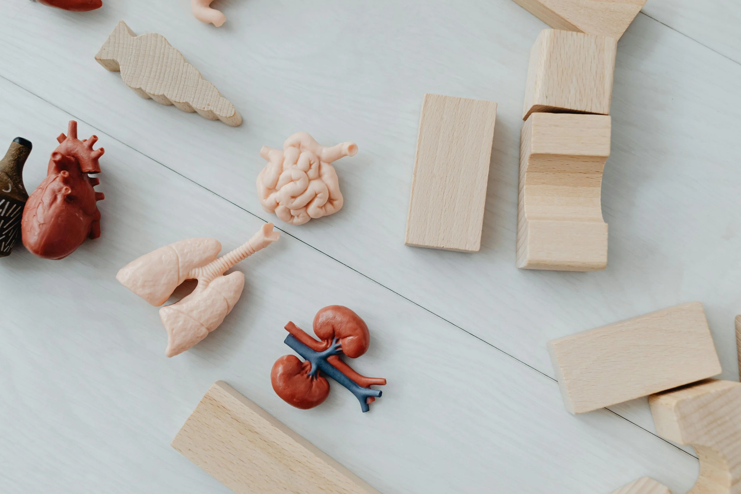 Educational toys representing human organs and anatomy, including a model of the human heart, lungs, brain, kidneys, and other wooden and plastic anatomical figures on a white surface.