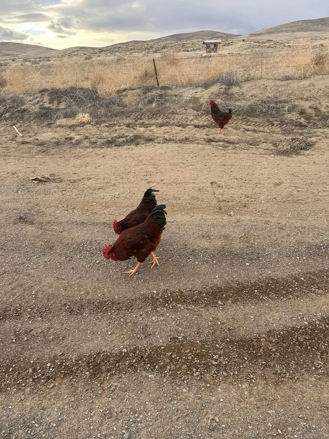 Three chickens standing at different distances on a dirt path in an open, rural landscape.