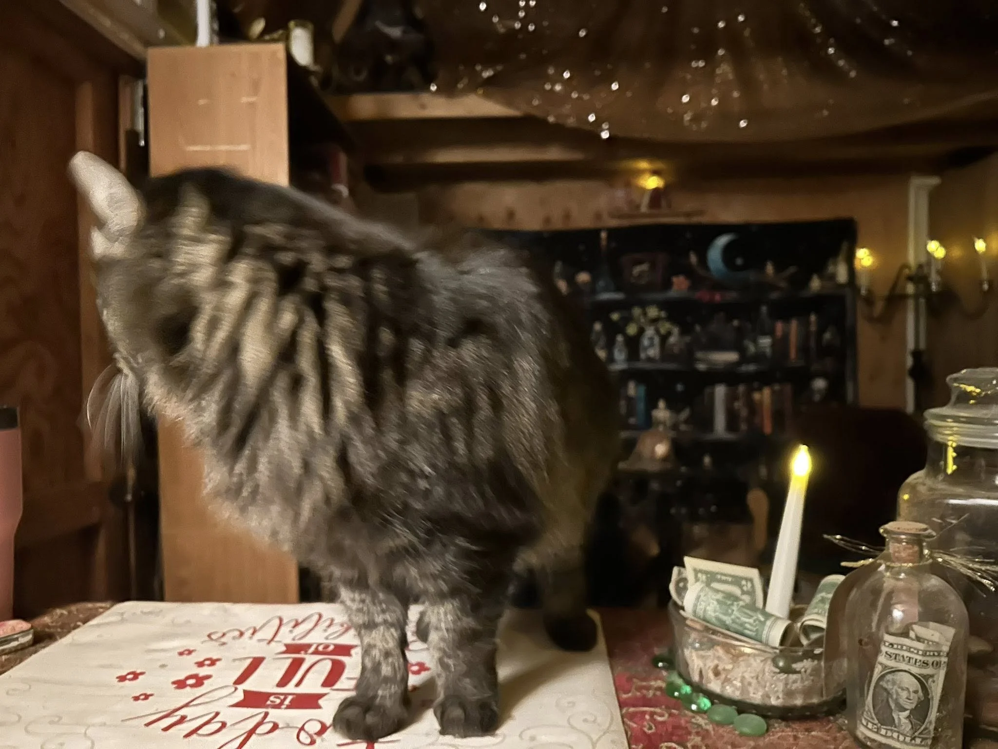 A long-haired dark cat standing on a counter near a small altar with candles, jars, and shelves in a warmly lit cabin space.