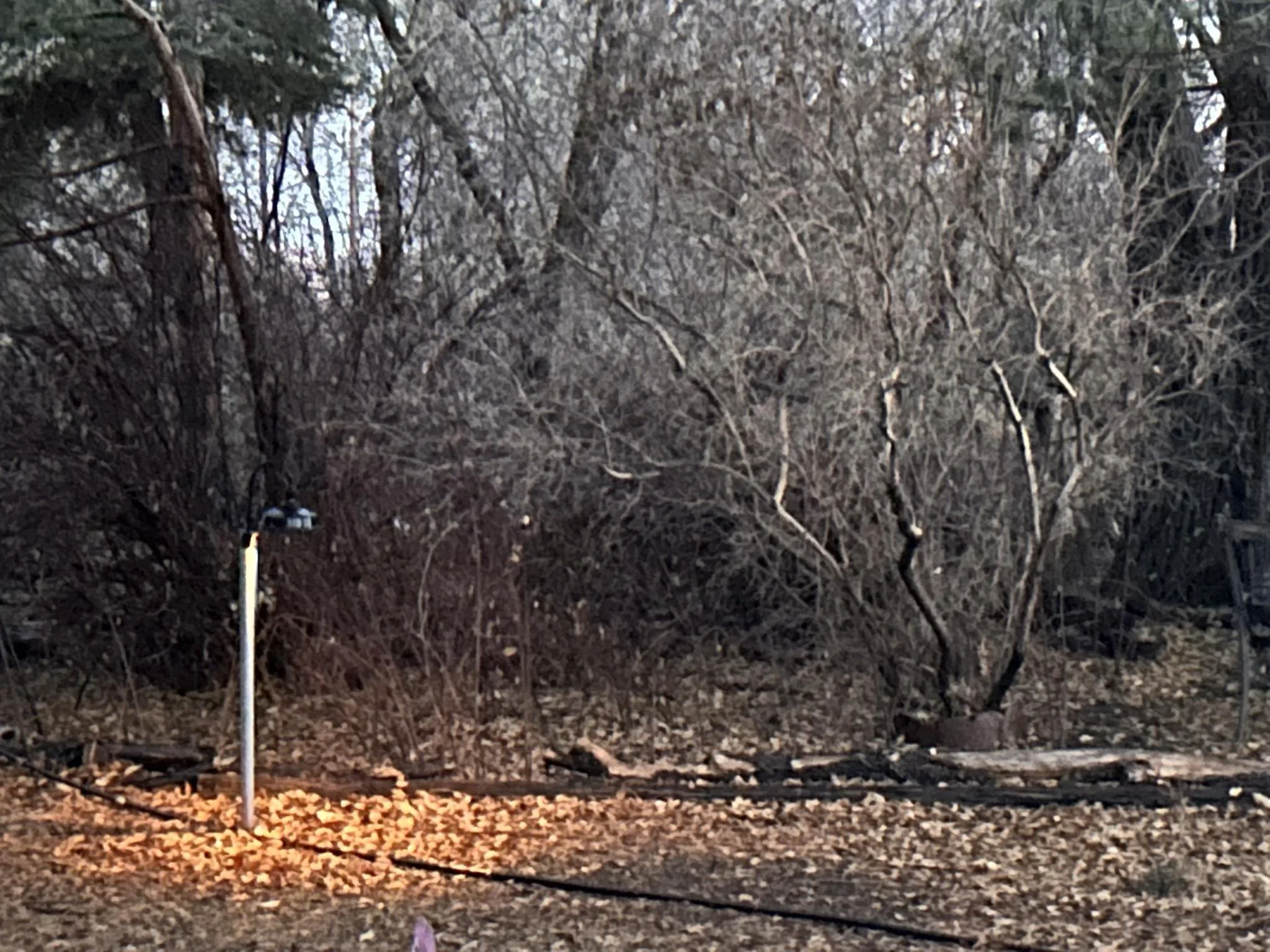 A quiet woodland clearing in late autumn with bare trees, leaf-covered ground, and a single vertical pipe or post catching warm sunlight near the forest edge.