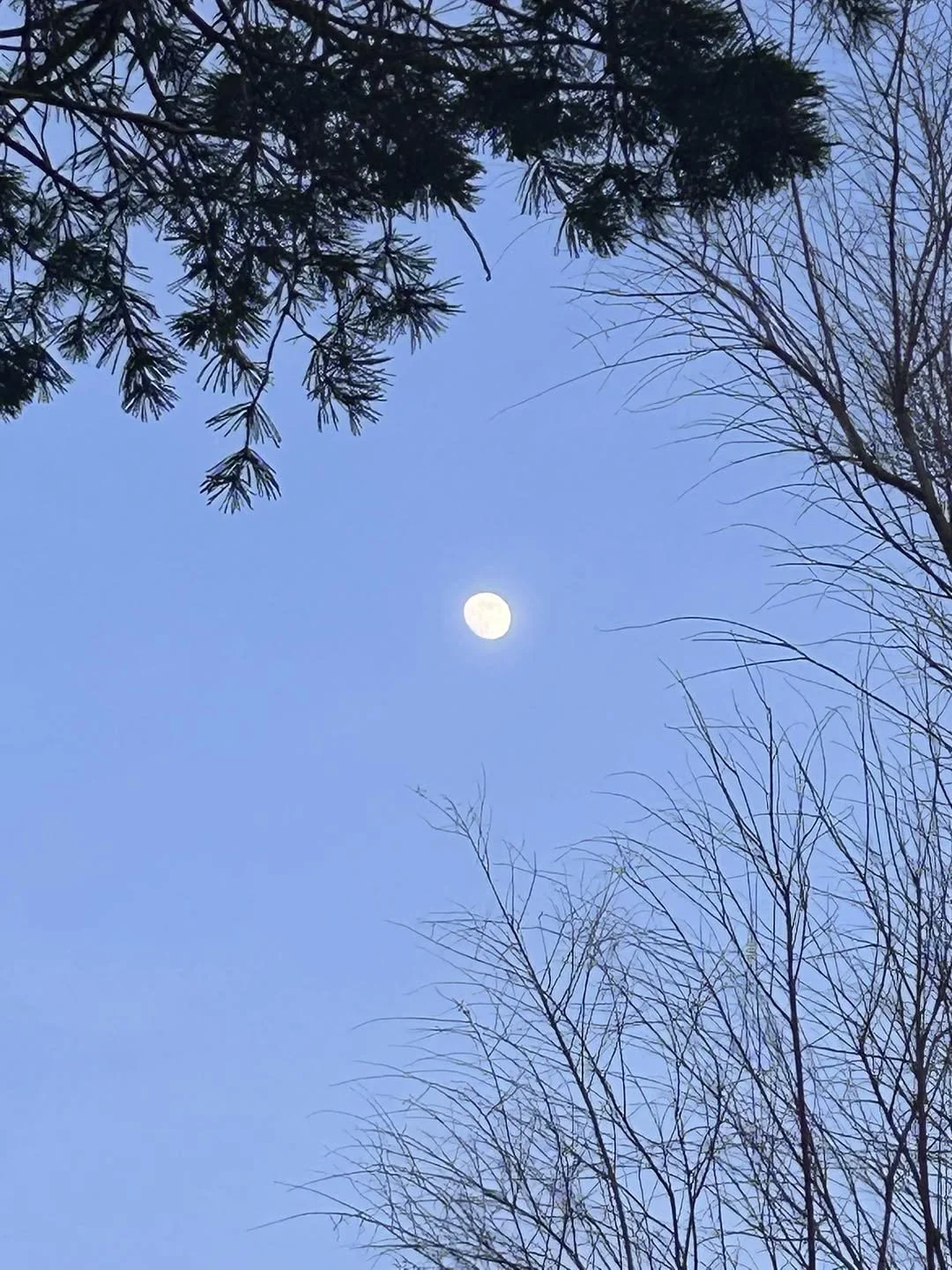 A pale moon framed by dark evergreen branches and leafless trees against a blue sky.