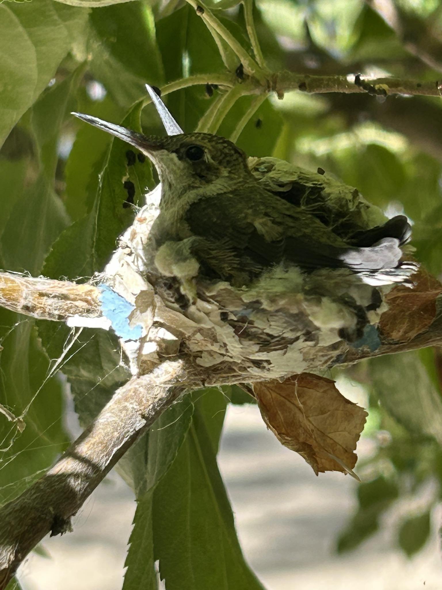 Close-up of a hummingbird resting in a tiny nest attached to an apple tree branch, surrounded by green leaves.