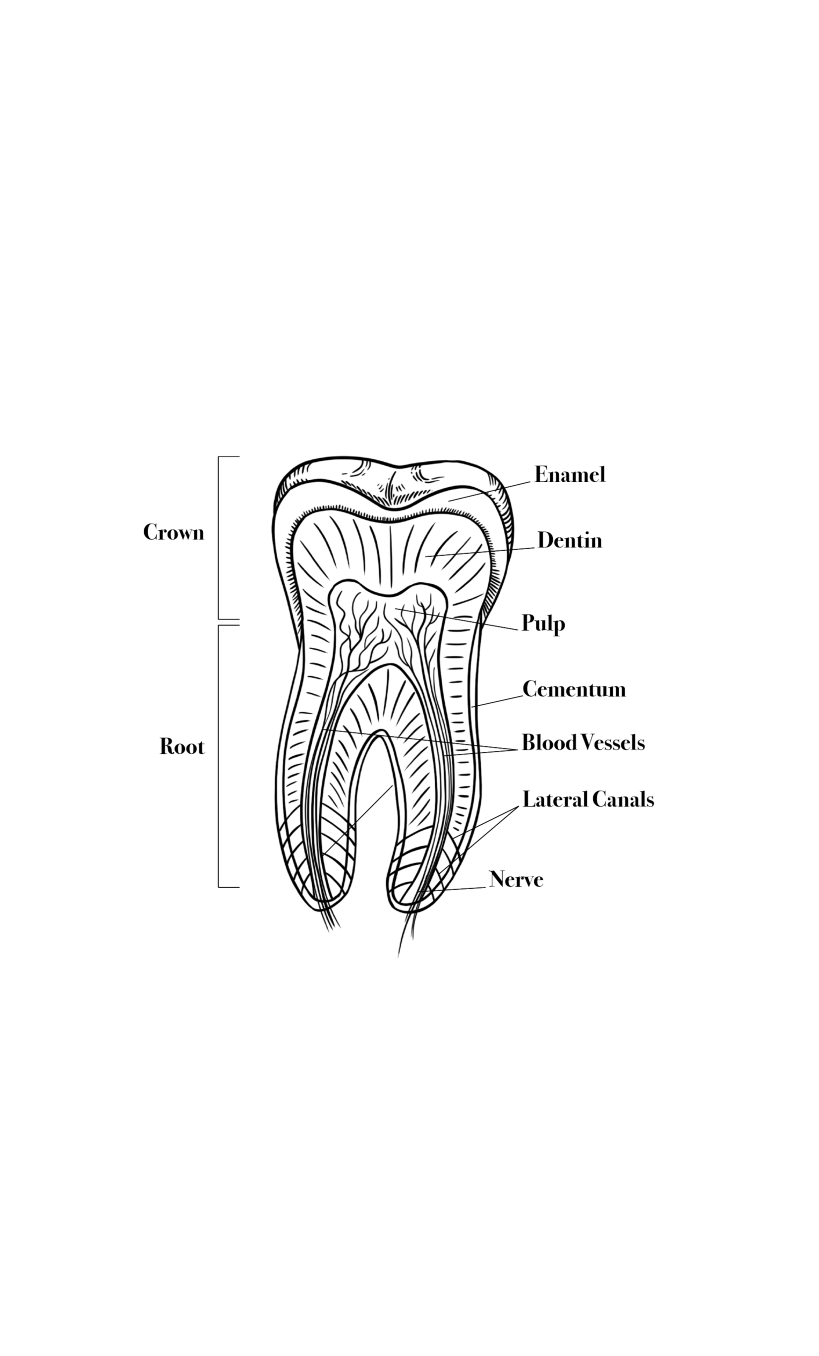 Fig 2. Ziploc