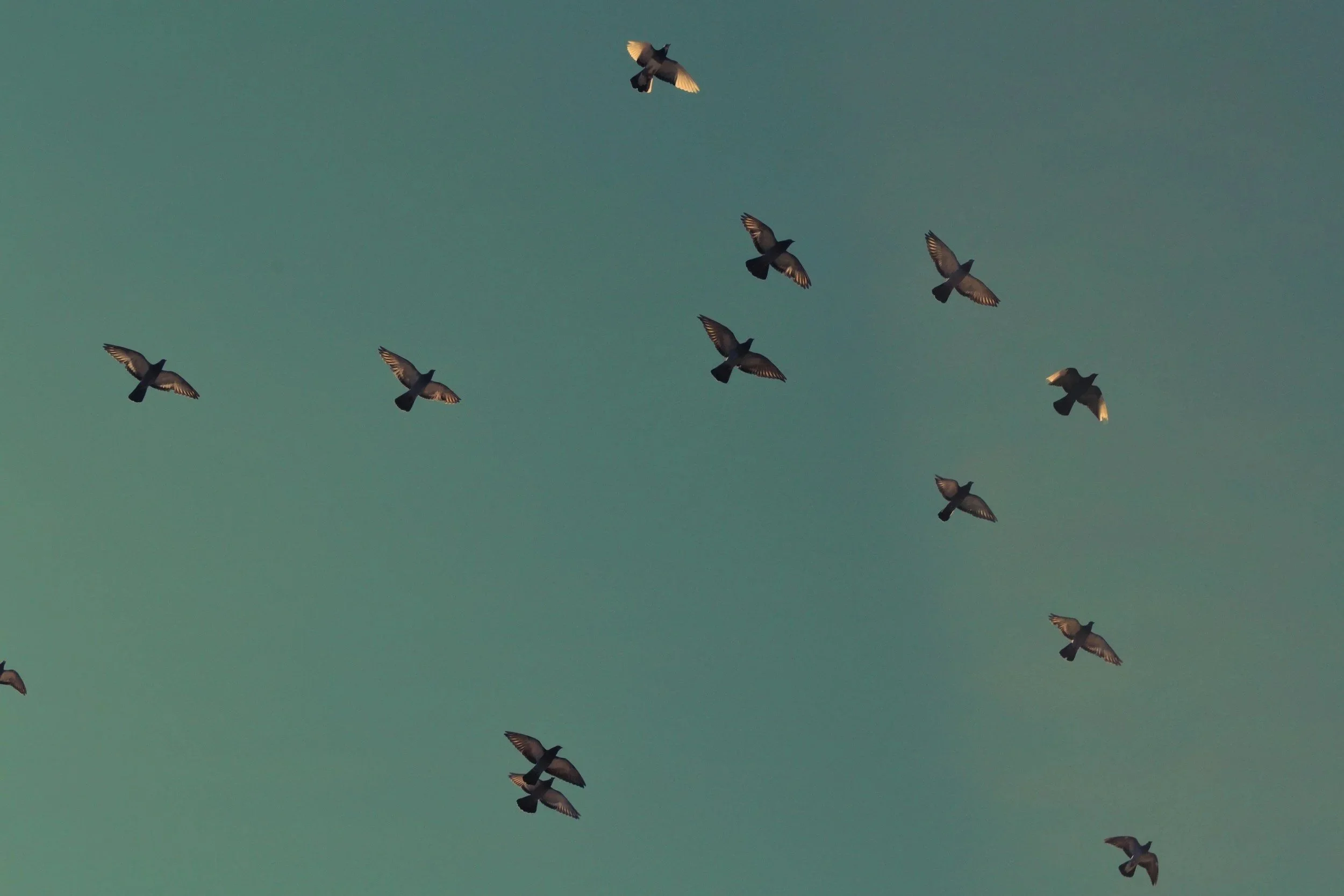 A flock of pigeons flying in the sky during daytime.