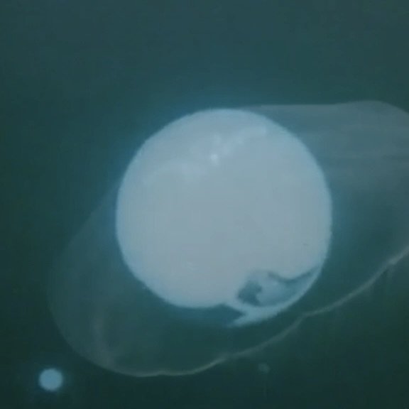 Licorice (lyric video)