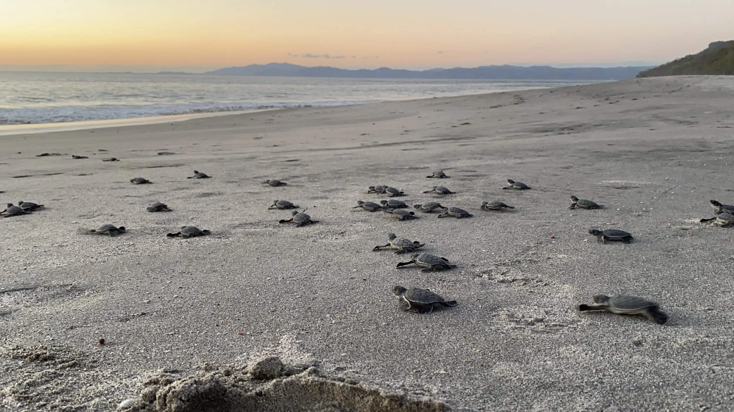 Dozens of baby sea turtles crawling across a sandy beach toward the Pacific Ocean at sunset in Cabuyal, Costa Rica.