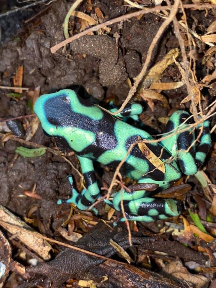 Our guide somehow spotted this tiny green-and-black poison dart frog hiding among the forest floor. I would have walked right past it on my own.