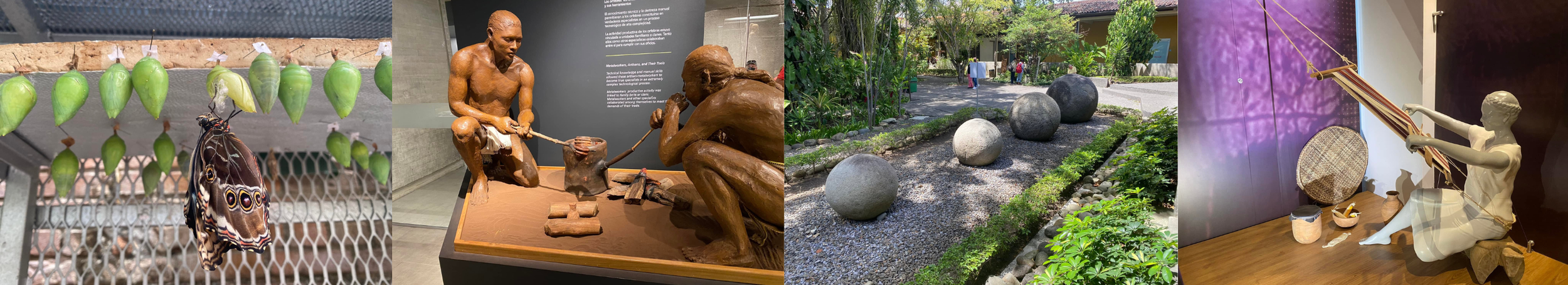 Four-photo collage showing a butterfly beneath green chrysalises, a museum display of metalworking, pre-Columbian stone spheres in a garden, and a figure demonstrating traditional weaving.