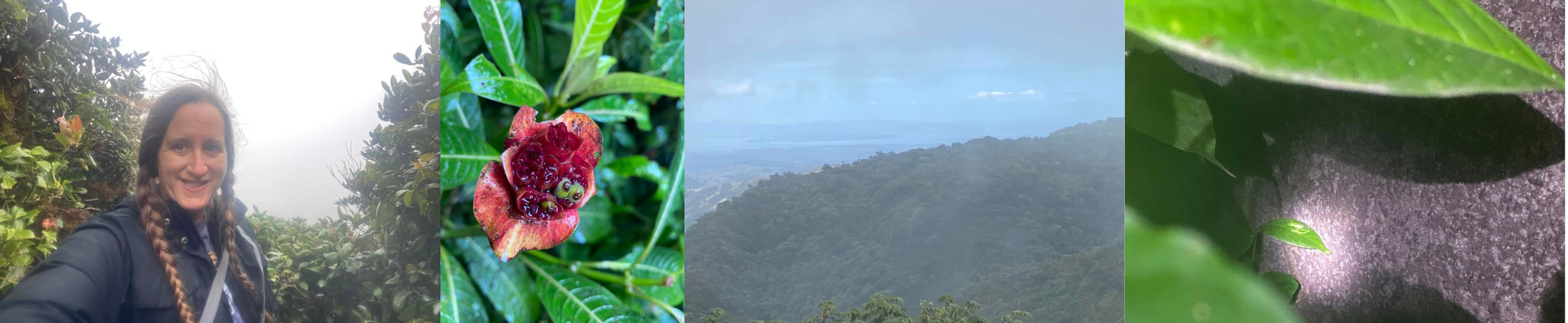 A collage showing a traveller in Monteverde's cloud forest, a unique rainforest plant with tiny frogs, a misty mountain landscape, and a small green frog camouflaged amongst leaves at night in Monteverde, Costa Rica.