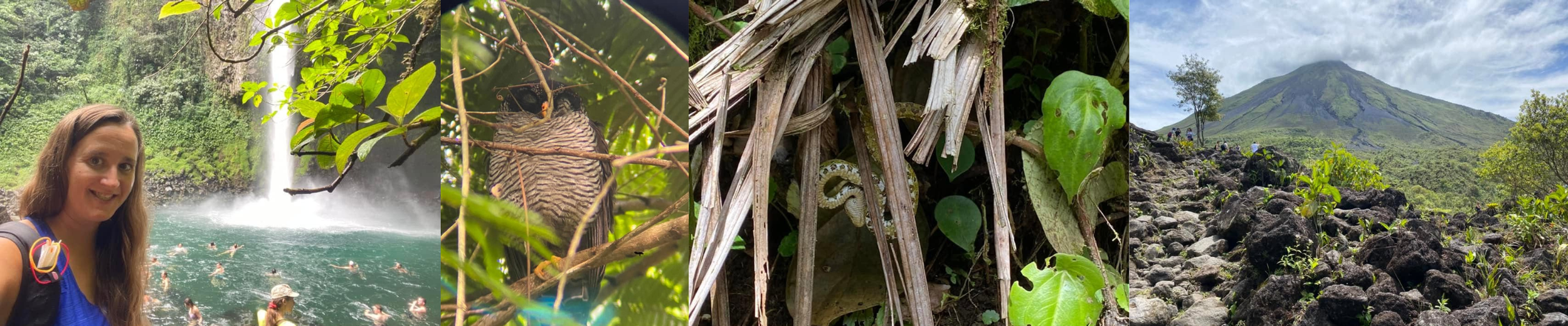 Collage featuring La Fortuna Waterfall, an owl hidden in the rainforest, a camouflaged snake, and Arenal Volcano in Costa Rica.