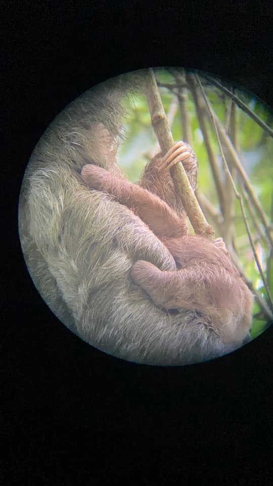 A mother sloth carrying her baby while climbing through the trees at Bogarin Trail in La Fortuna, Costa Rica, viewed through a spotting scope.
