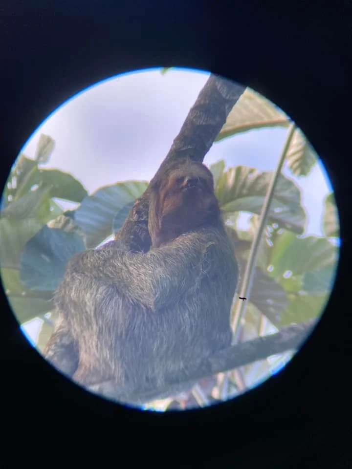 Sloth hanging from a tree branch in Costa Rica, viewed through a telescope.