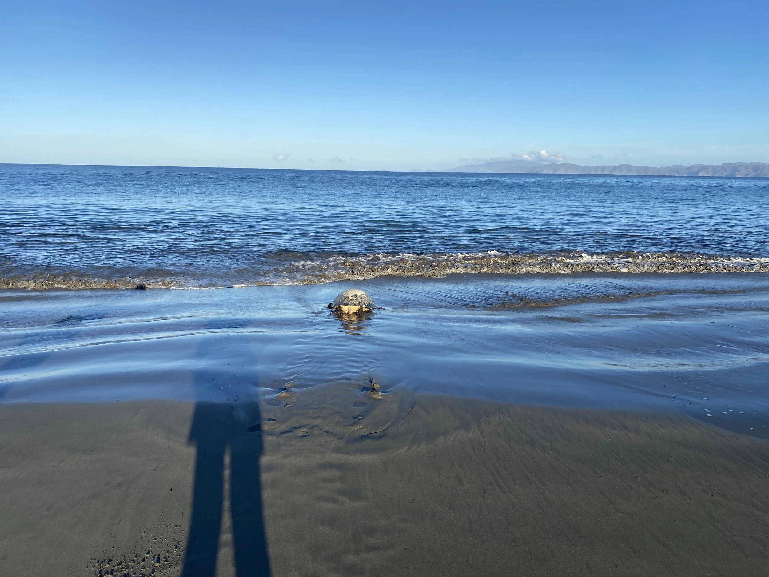 Three Weeks in Cabuyal: Volunteering with Sea Turtles in Costa Rica