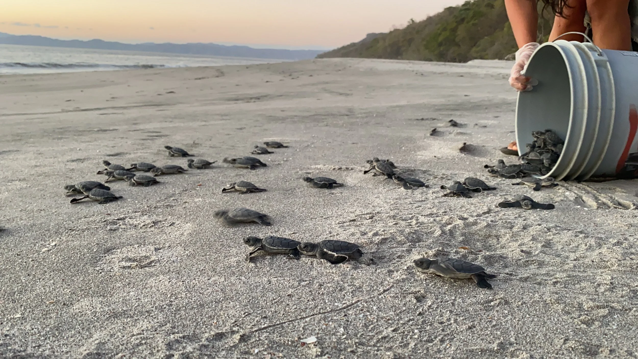 10 Things That Happened While Volunteering with Sea Turtles in Costa Rica