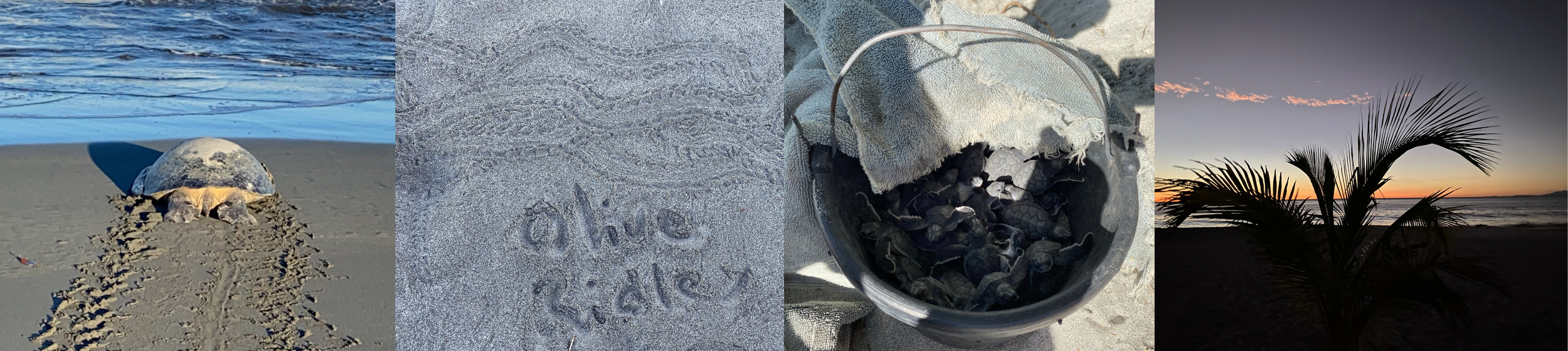Four-photo collage from sea turtle volunteering in Cabuyal, Costa Rica, showing an adult sea turtle on the beach, turtle tracks in the sand, a bucket of sea turtle hatchlings, and Playa Cabuyal at dusk.