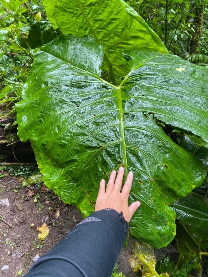 A hand rests on a giant green tropical leaf in the Monteverde Cloud Forest Biological Reserve, showing the impressive size of the rainforest vegetation.