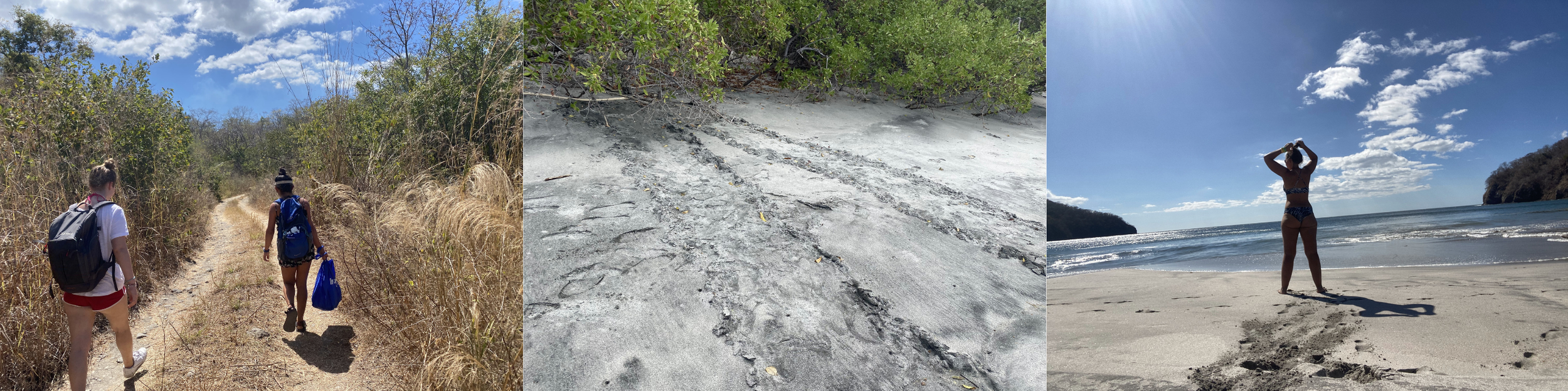 Three-photo collage showing volunteers walking along a dry trail, sea turtle tracks in the sand, and a volunteer standing on a secluded beach in Costa Rica.