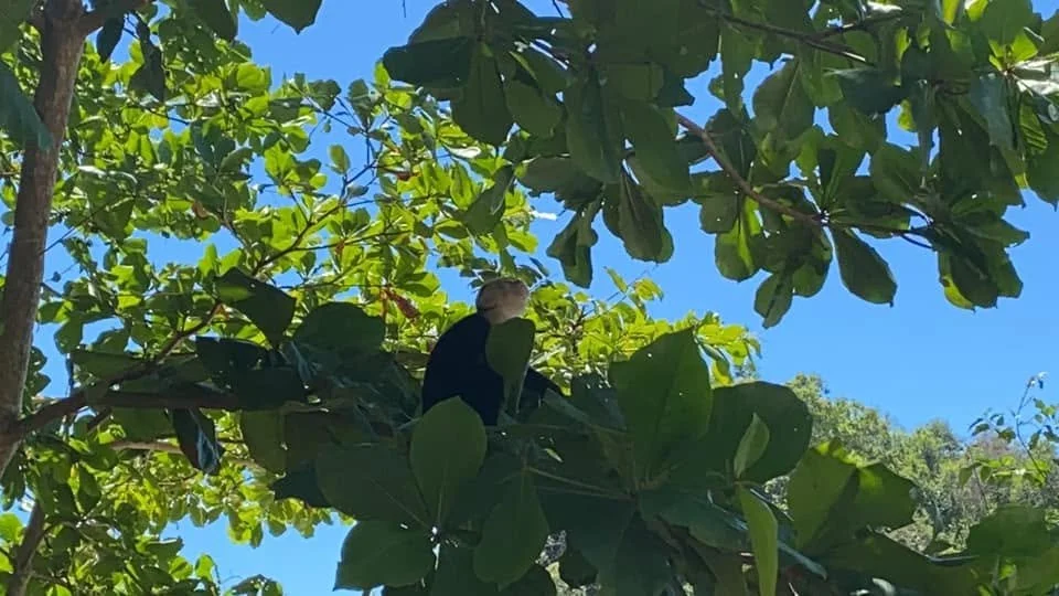 A white-faced capuchin monkey sitting among dense green leaves in a tree near Espadilla Beach, Costa Rica.