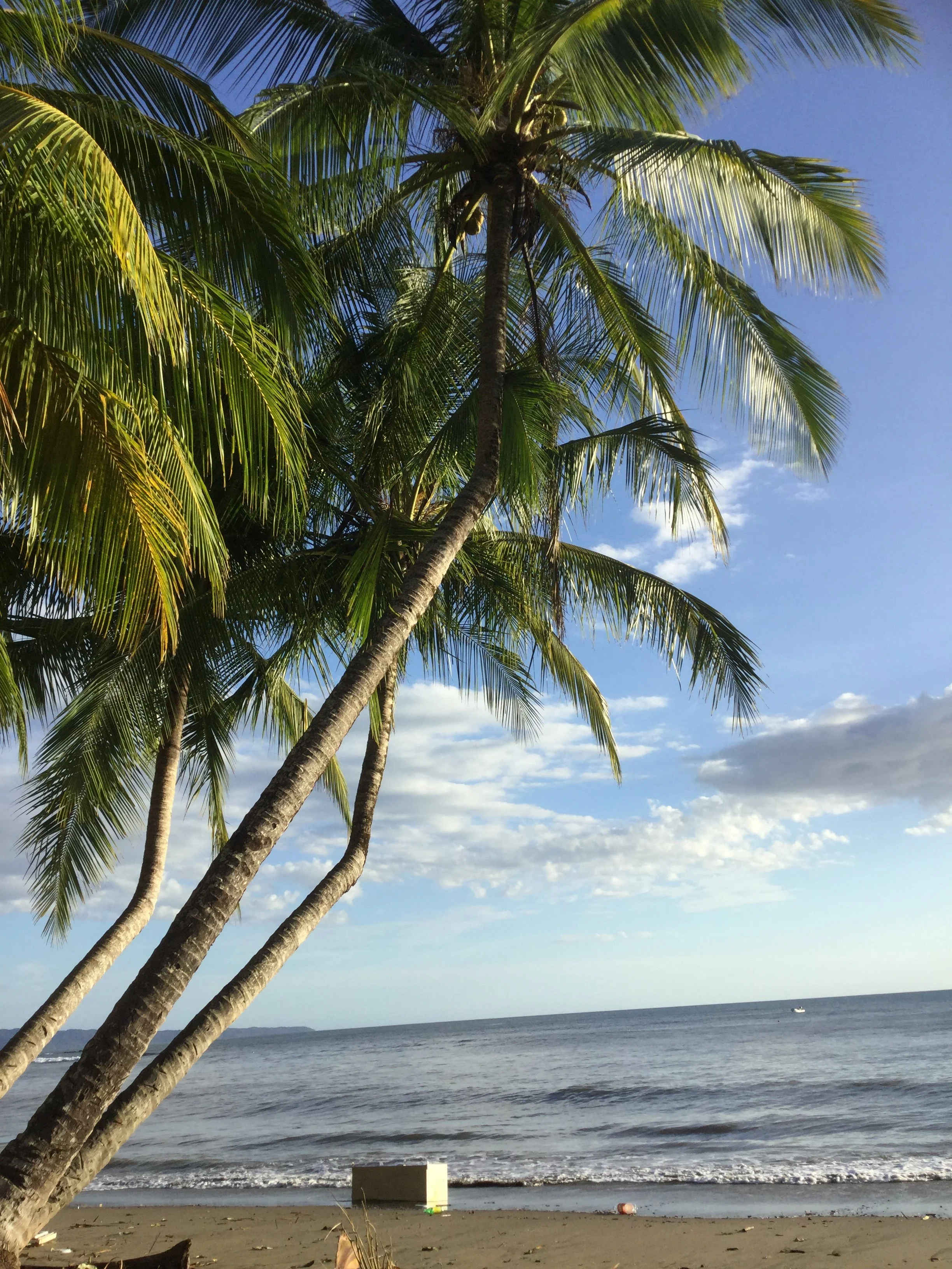 Leaning palm trees frame a quiet dark-sand beach and calm Pacific Ocean at Playa Santa Catalina, Panama.